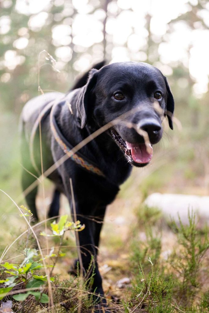 Schwarzer Hund im Wald beim Wandern