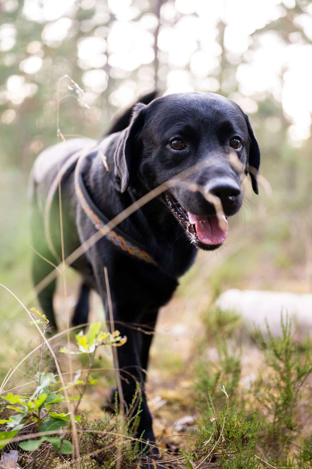 Schwarzer Hund im Wald beim Wandern