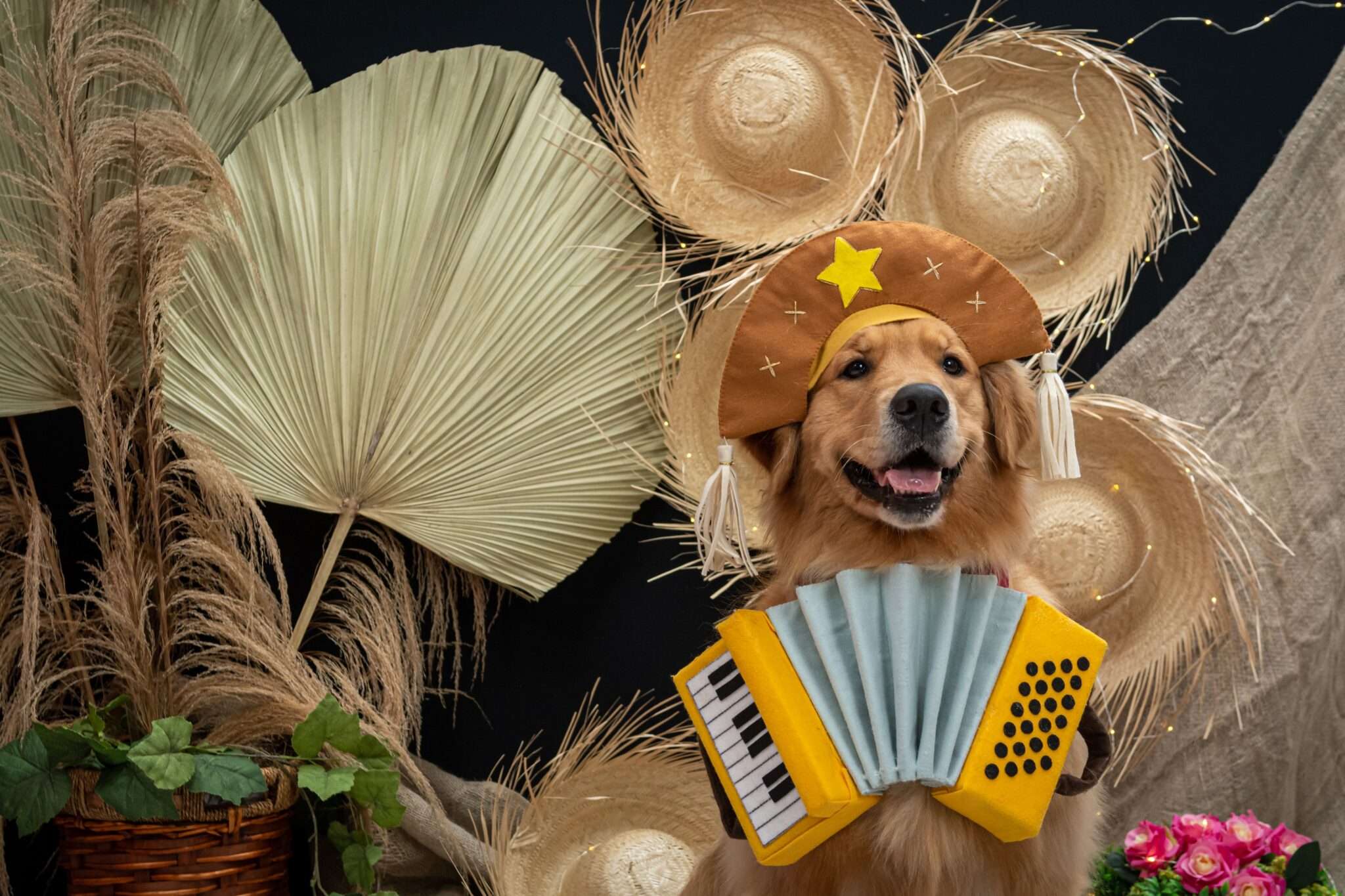 Hund mit Hut und Akkordeon vor Strohhüten