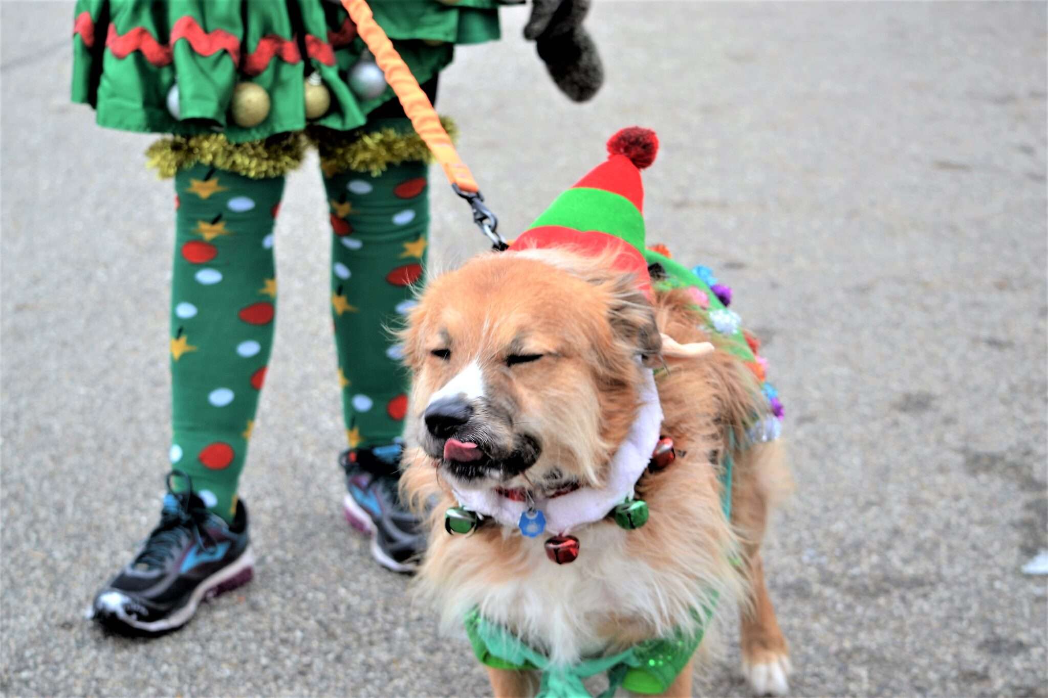 Hund in weihnachtlichem Kostüm auf Straße