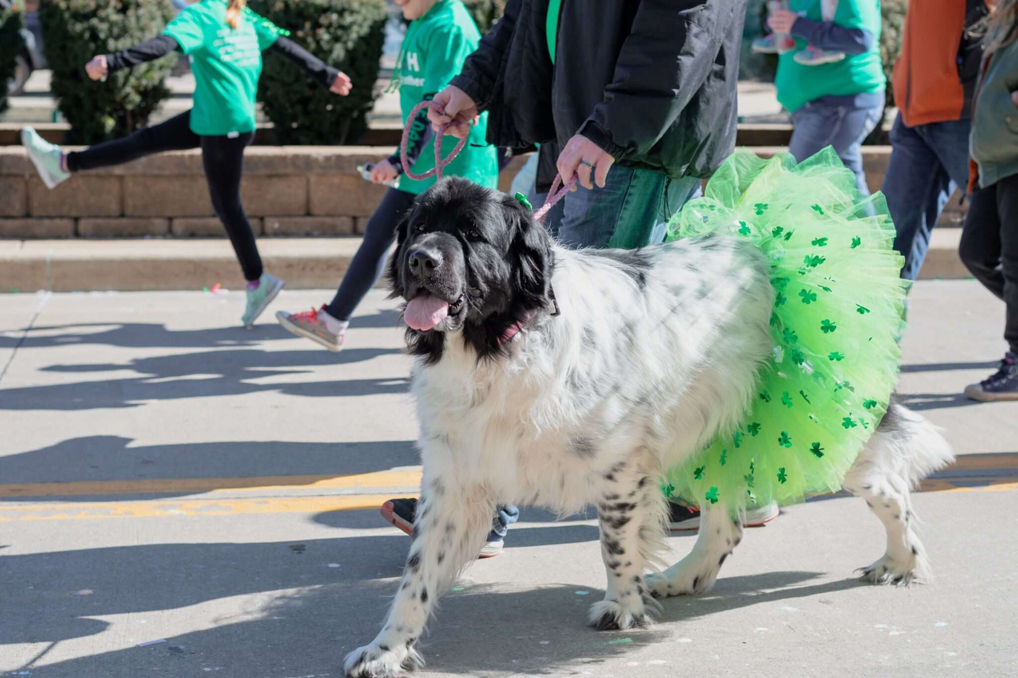 Hund mit grünem Tutu auf Parade