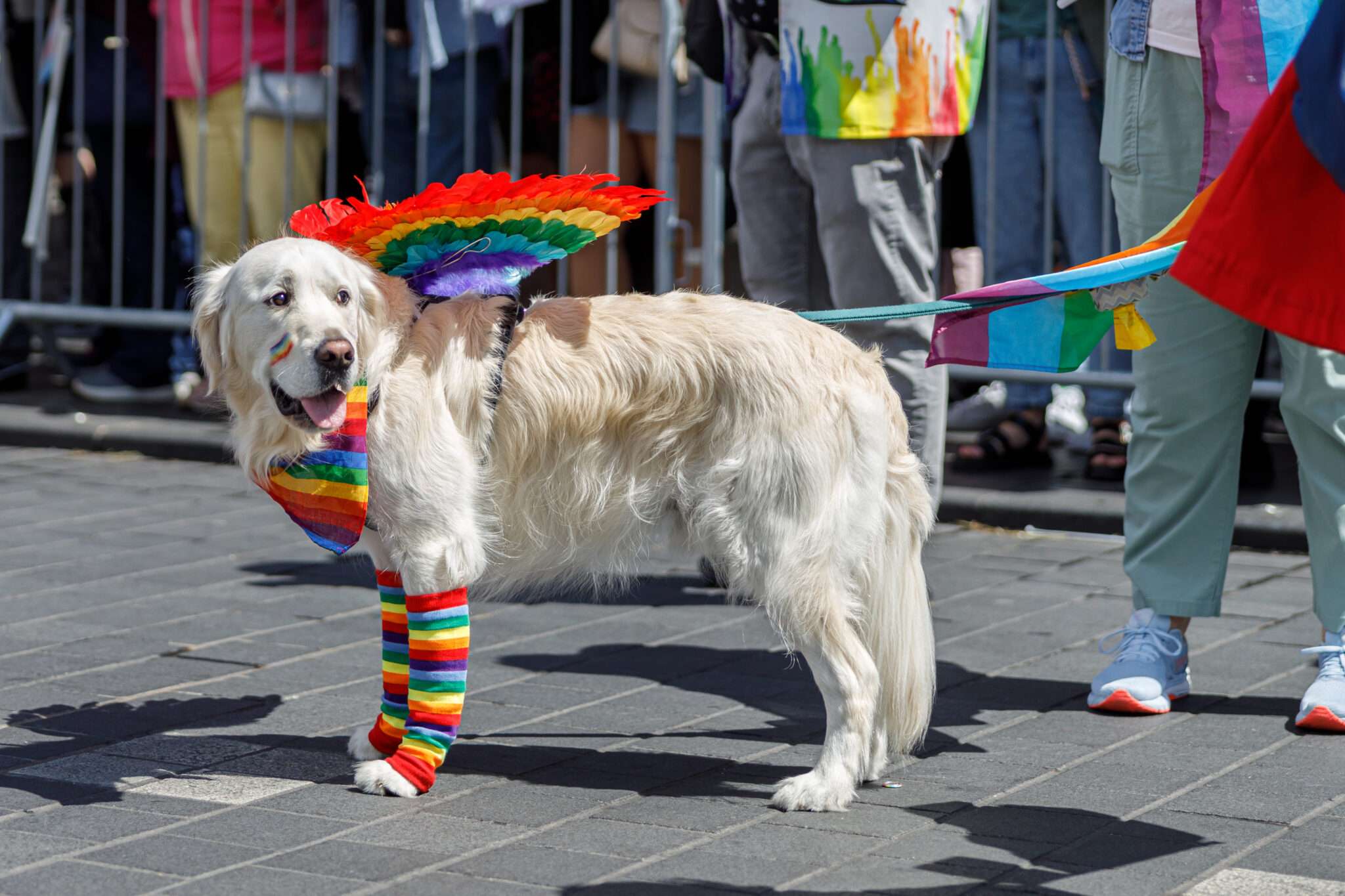 Hund mit Regenbogen-Deko auf Parade