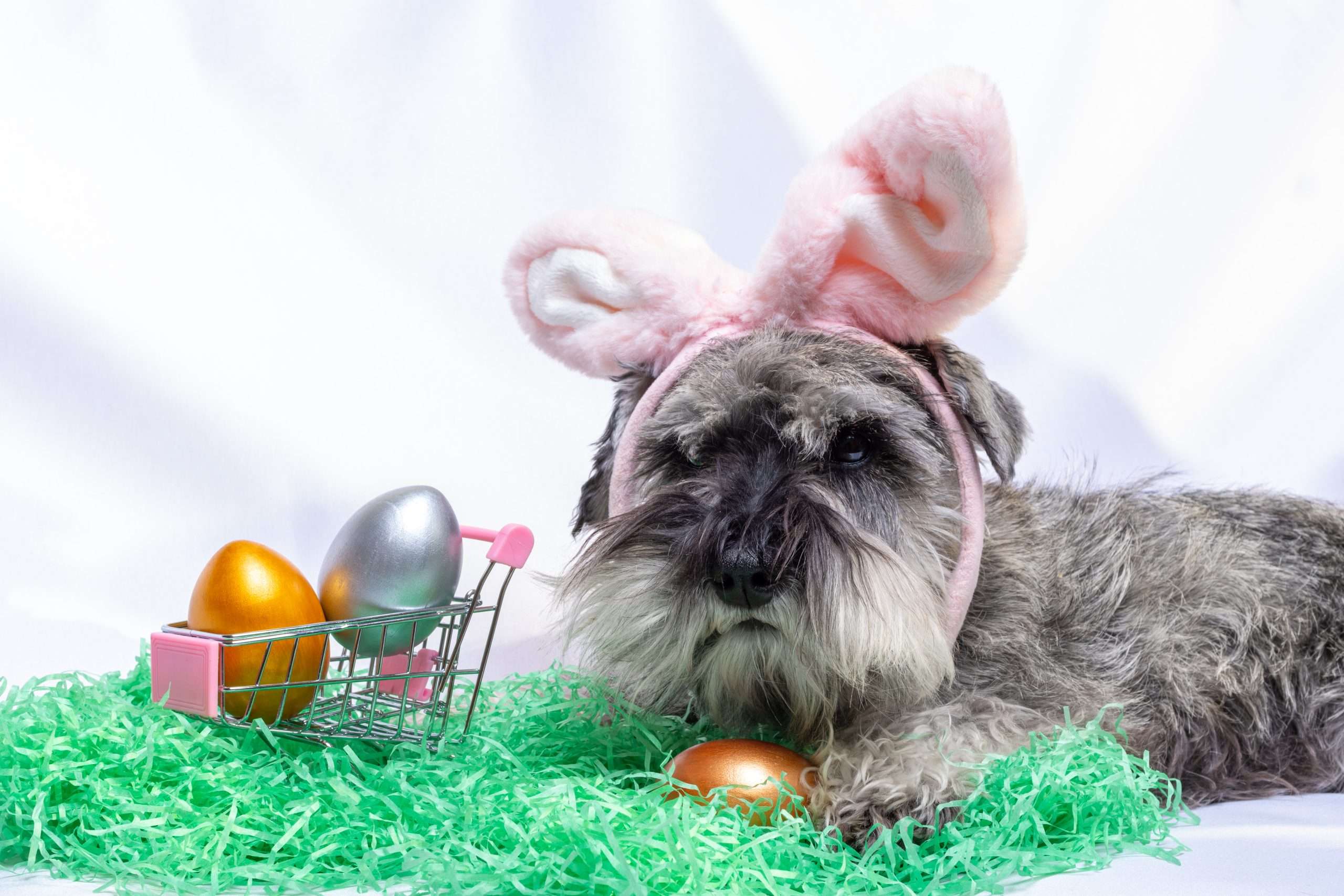 Hund mit Hasenohren und Ostereiern