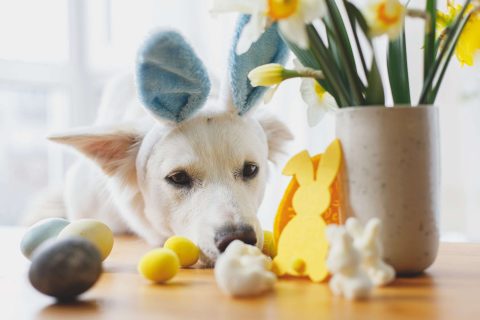 Hund mit Hasenohren und Ostereiern