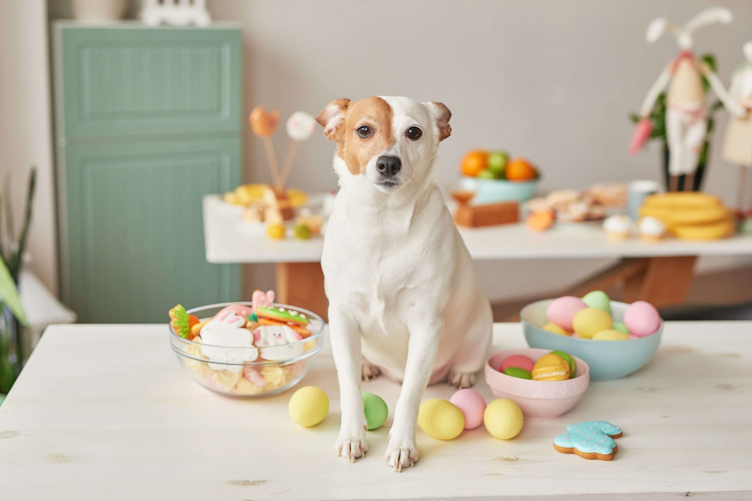 Hund mit Ostereiern auf Tisch
