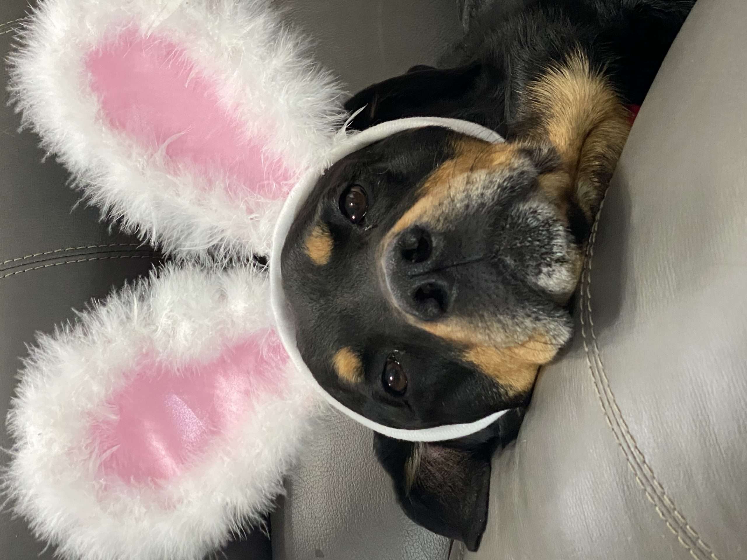 Hund mit Hasenohren auf dem Sofa liegend
