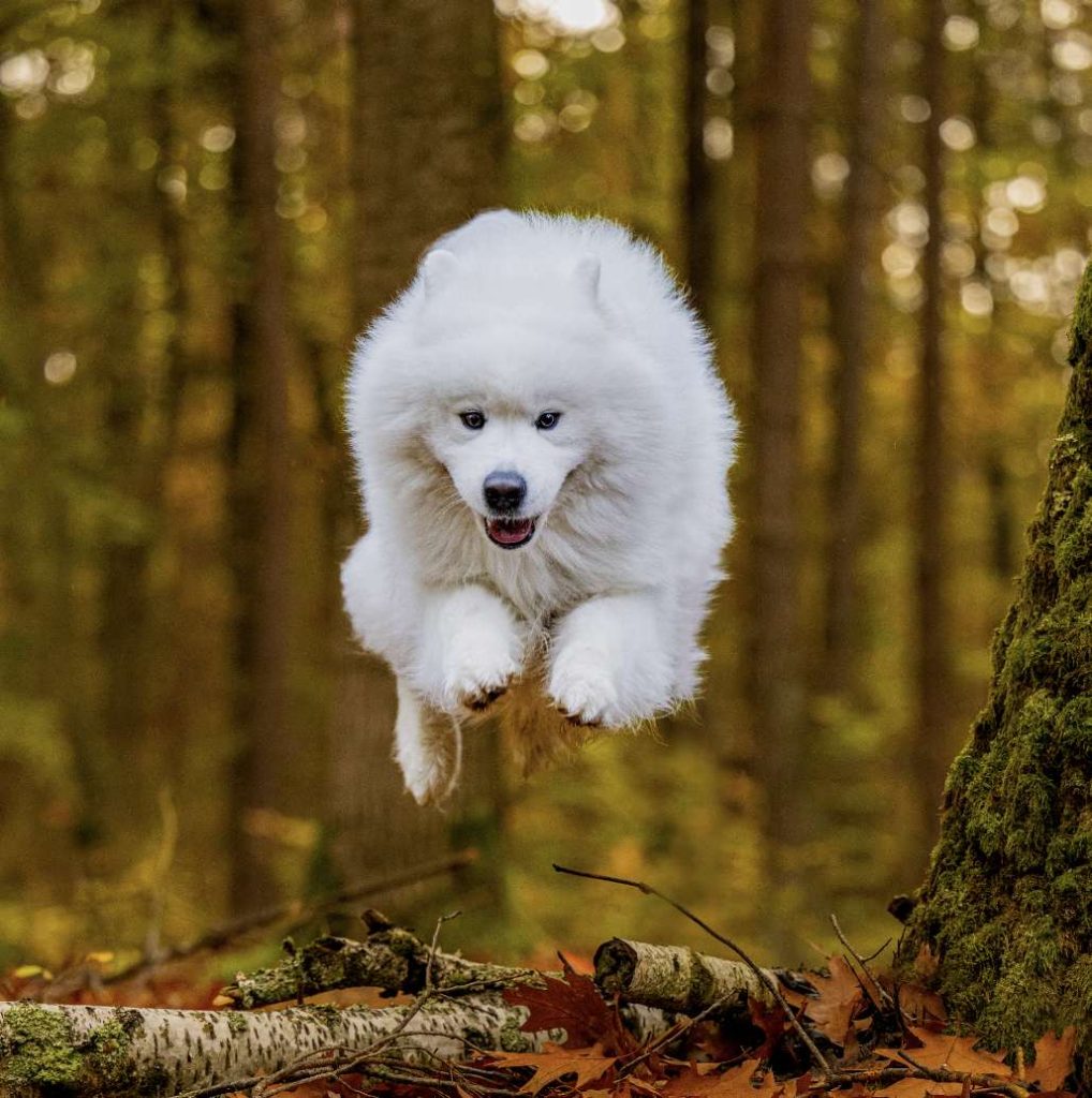 Hund springt im Wald auf Herbstlaub
