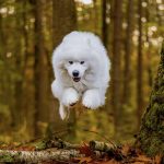 Hund springt im Wald auf Herbstlaub