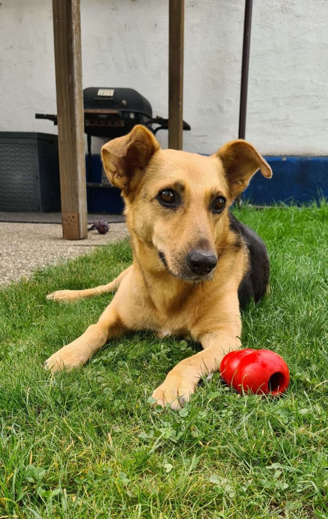 Hund liegt im Gras mit rotem Spielzeug