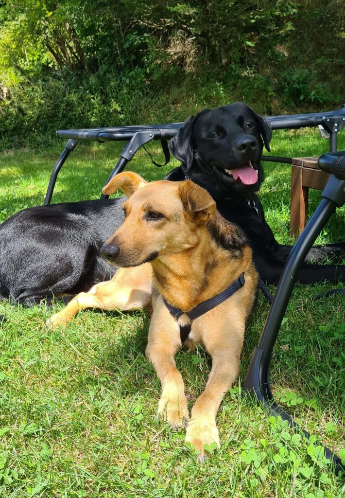 Zwei Hunde entspannen auf Gras im Schatten.