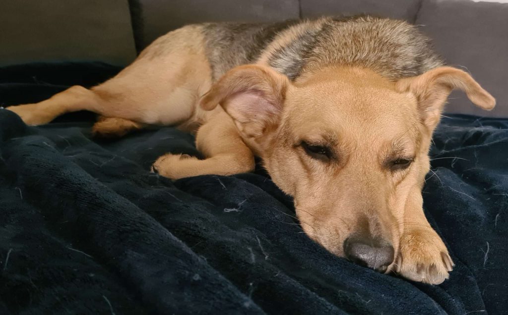 Schlafender Hund auf Decke
