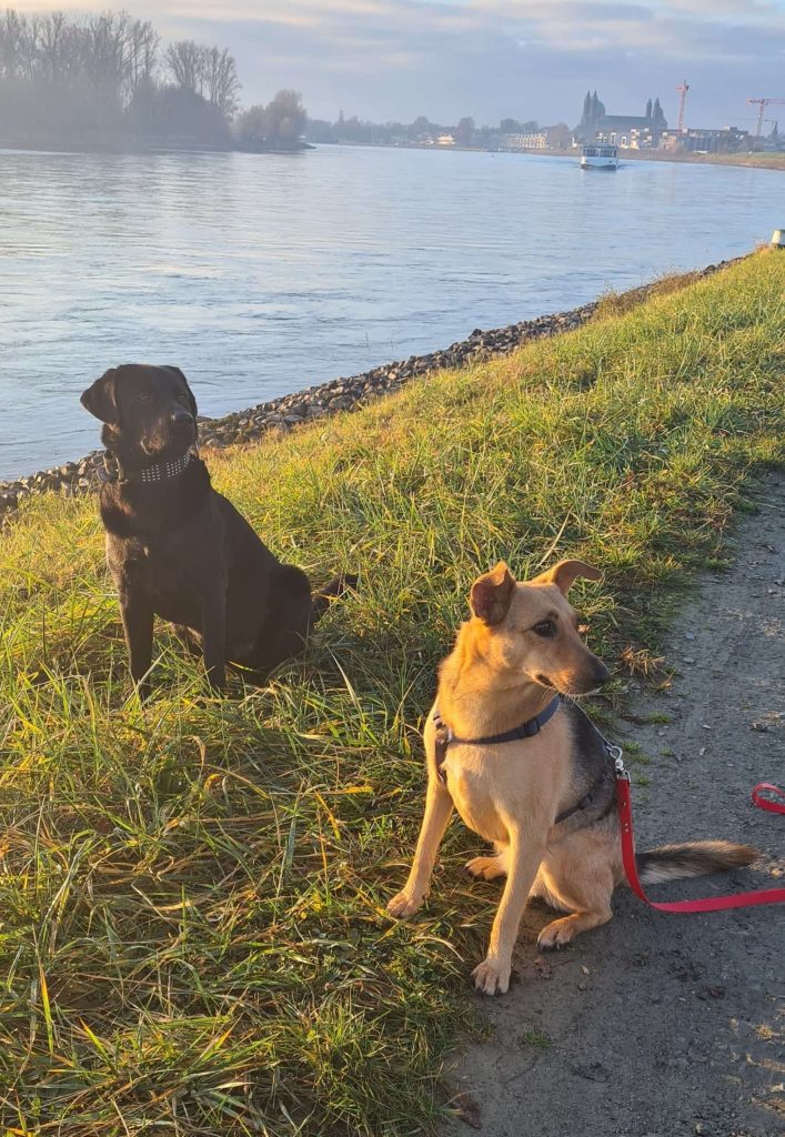 Zwei Hunde am Flussufer im Freien