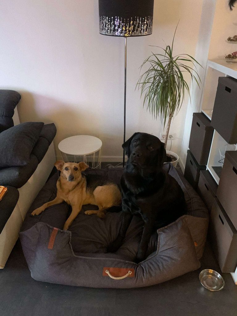Zwei Hunde im Körbchen