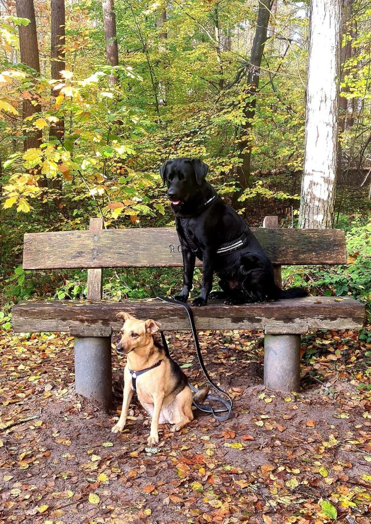 Zwei Hunde im herbstlichen Wald auf Bank