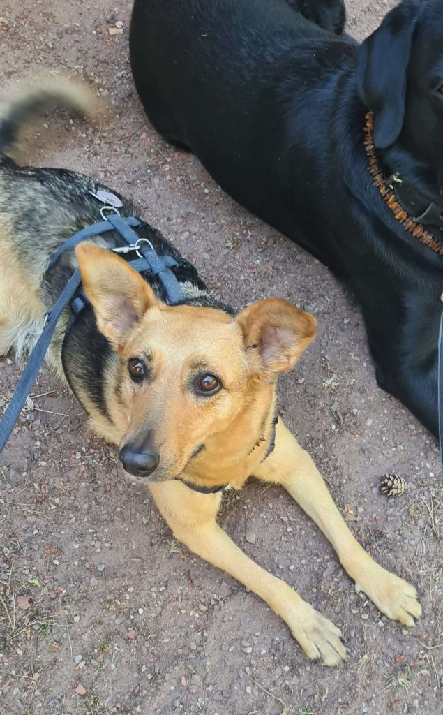 Zwei Hunde liegen auf sandigem Boden.