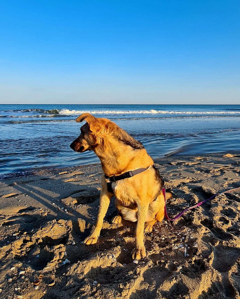Hund sitzt am Strand bei Sonnenuntergang.