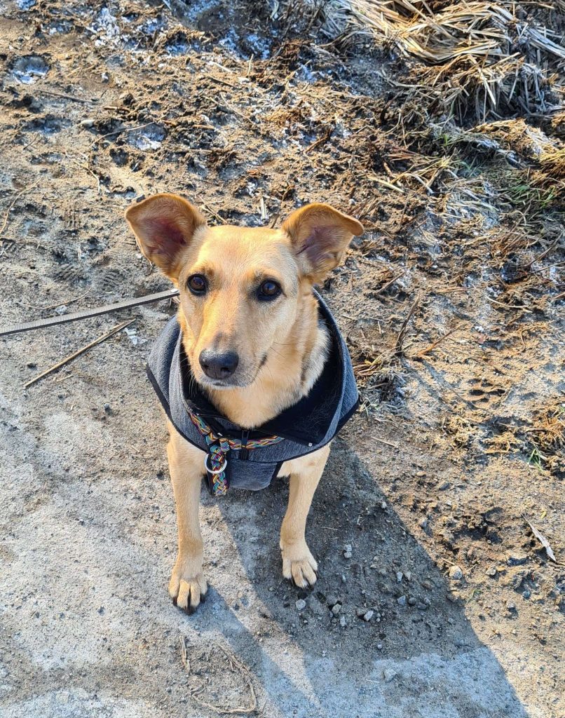 Hund in Jacke sitzt auf einem Weg.