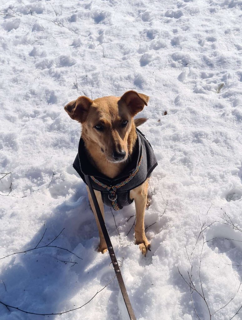Hund im Schnee mit Mantel