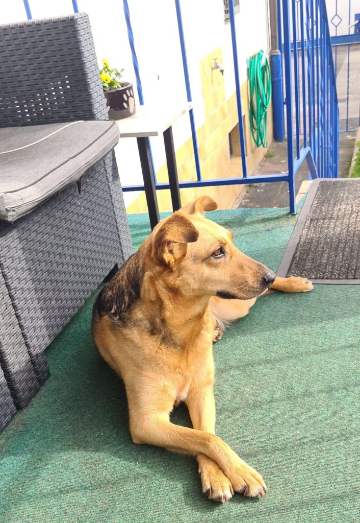 Hund liegt auf grüner Matte im Freien