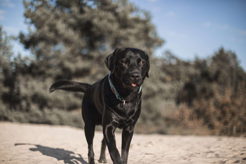 Schwarzer Hund im Freien auf Sand laufend.