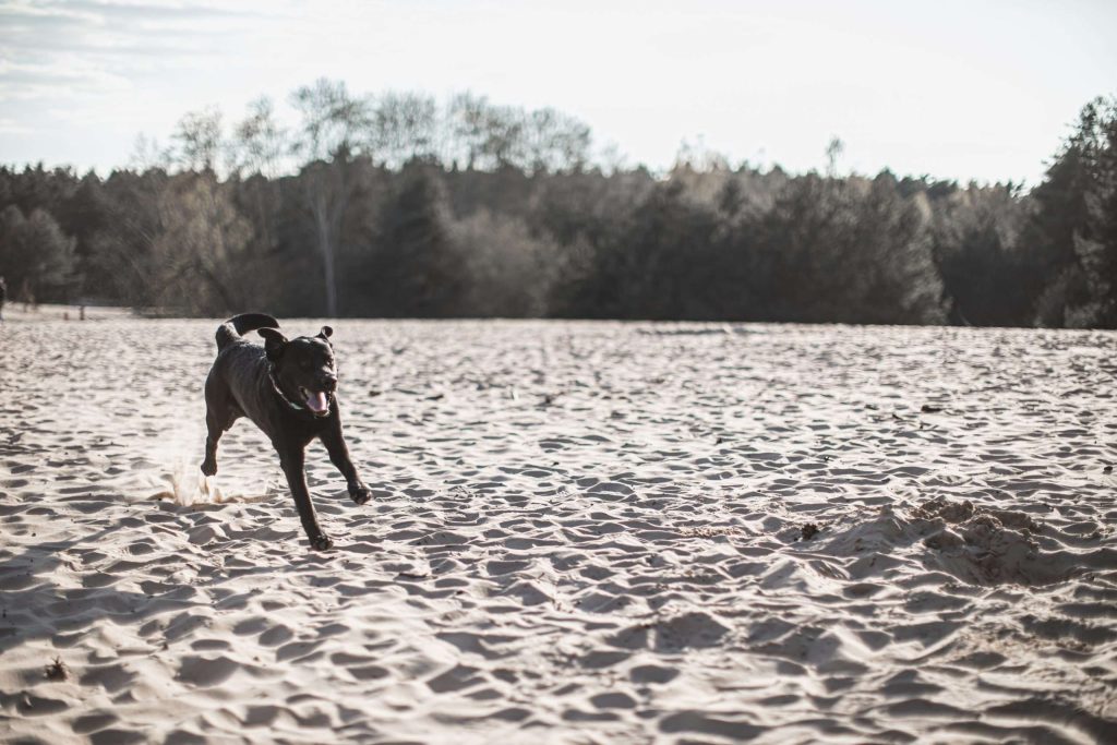 Hund rennt über Sandstrand