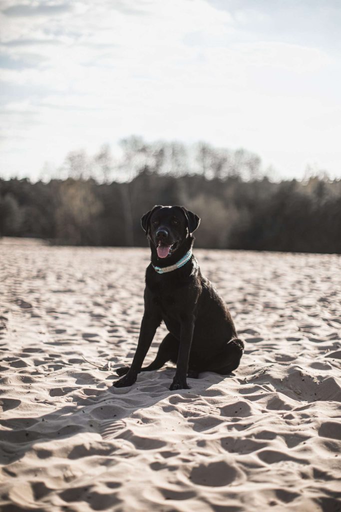Schwarzer Hund sitzt auf Sandstrand.