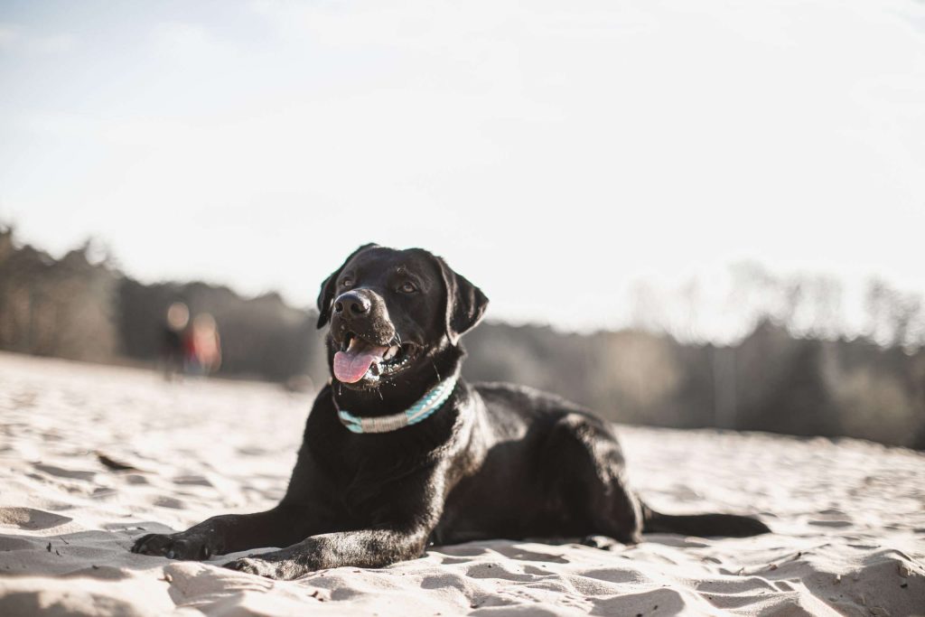 Schwarzer Hund liegt im Sand am Strand