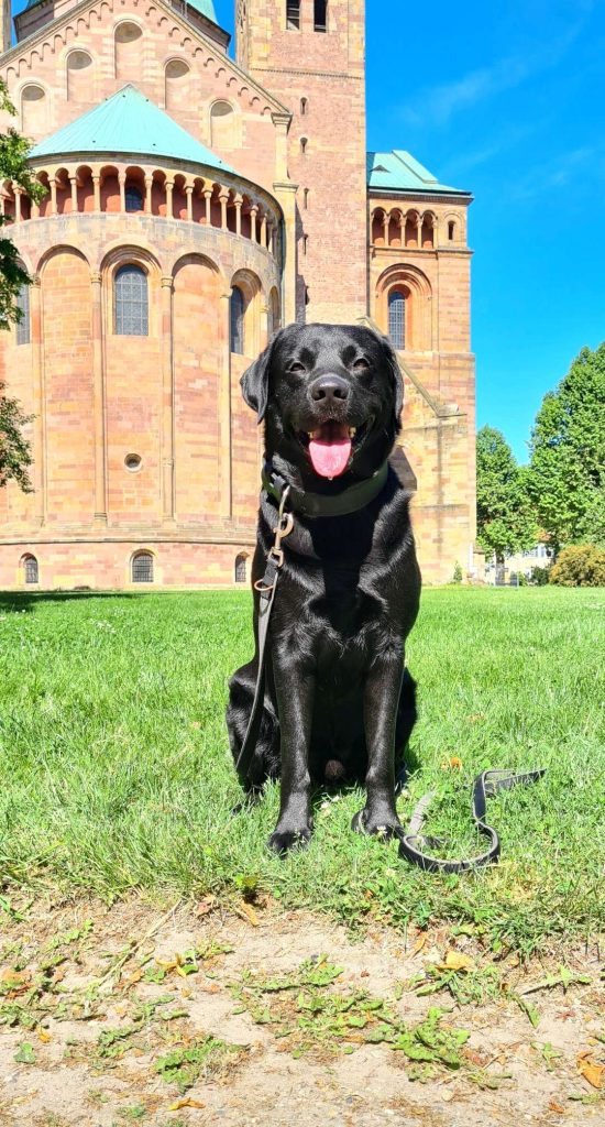 Schwarzer Hund vor alter Kirche im Sonnenschein
