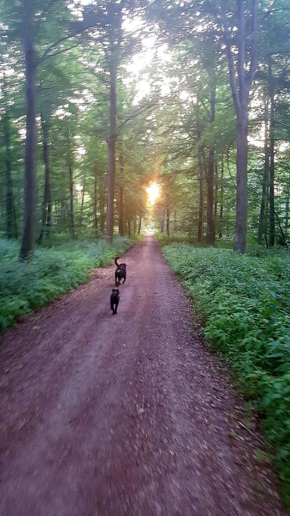 Waldweg mit zwei Hunden bei Sonnenuntergang