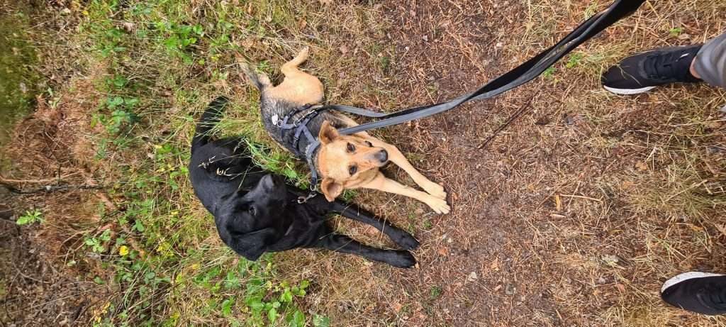 Zwei Hunde auf einem Waldweg