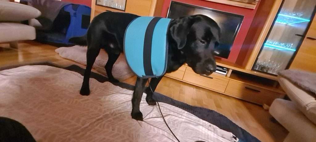 Hund mit blauem Mantel im Wohnzimmer