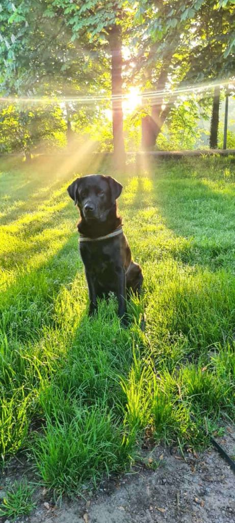 Schwarzer Hund sitzt im Sonnenlicht im Park.