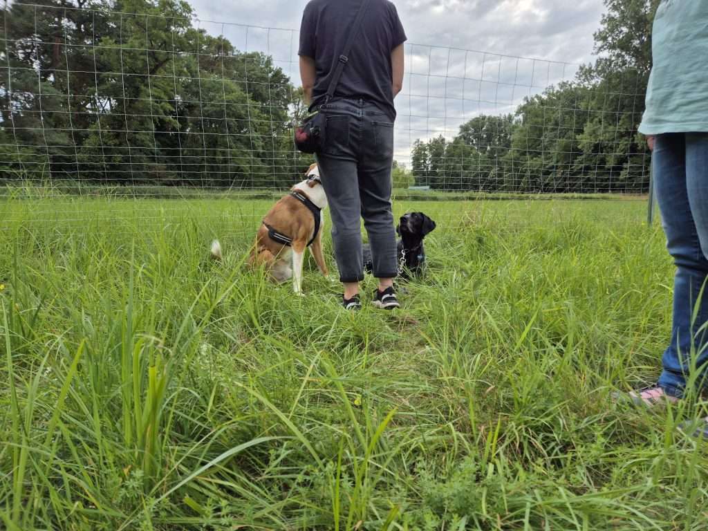 Zwei Hunde im Gras neben Personen