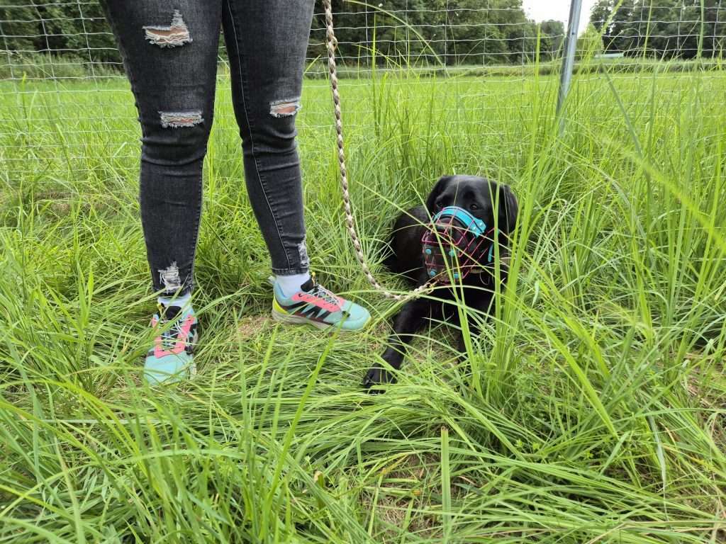 Hund mit Maulkorb im hohen Gras neben Person