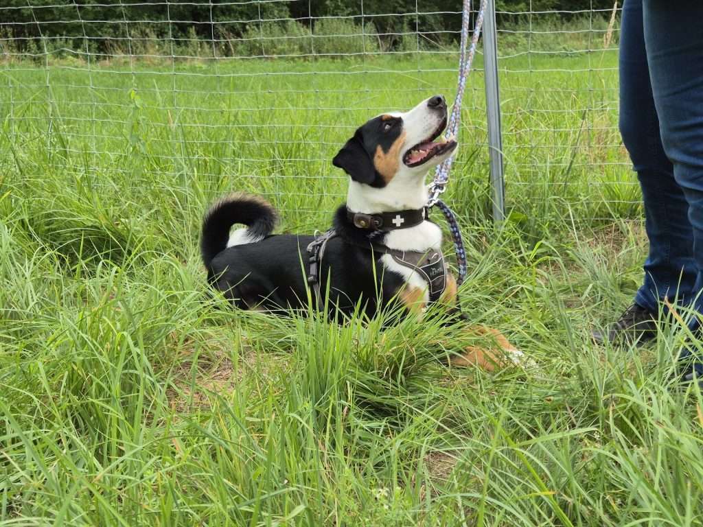 Hund sitzt im Gras vor Person