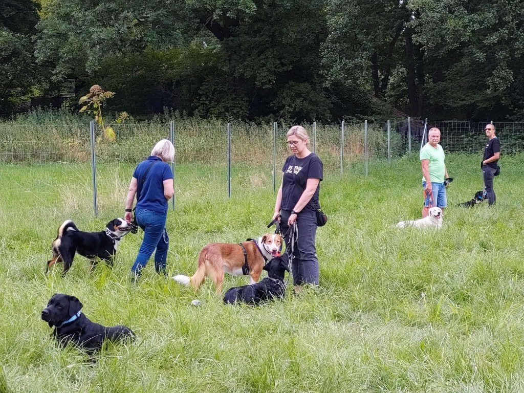 Menschen mit Hunden auf einer Wiese