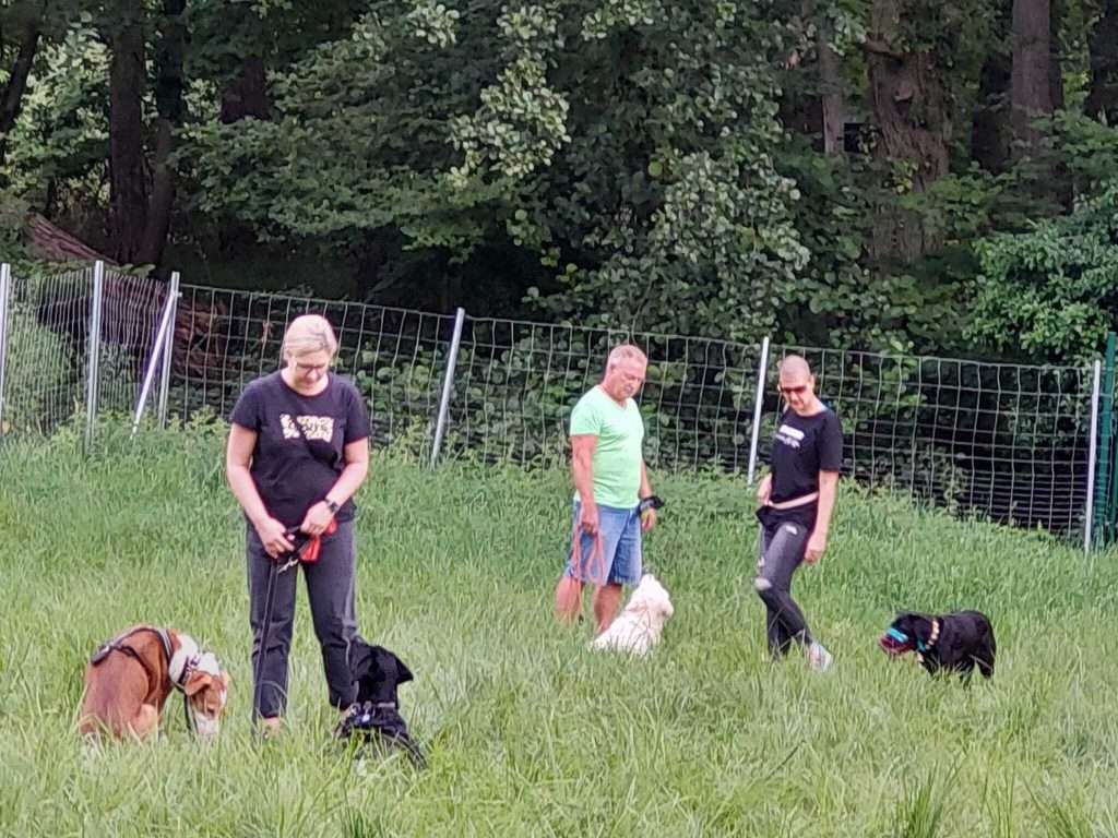Menschen mit Hunden auf einer Wiese beim Training
