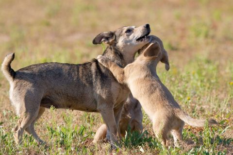 Zwei spielende Hunde auf einer Wiese