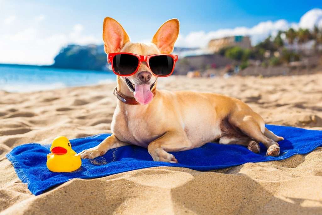 Hund mit Sonnenbrille am Strand
