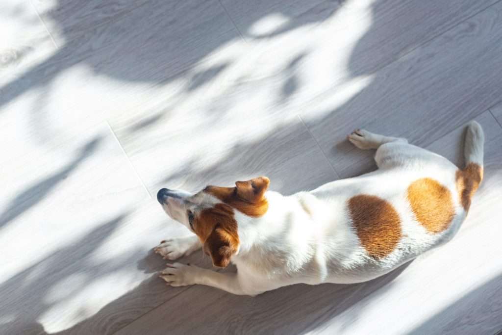 Hund liegt auf Holzboden in der Sonne.