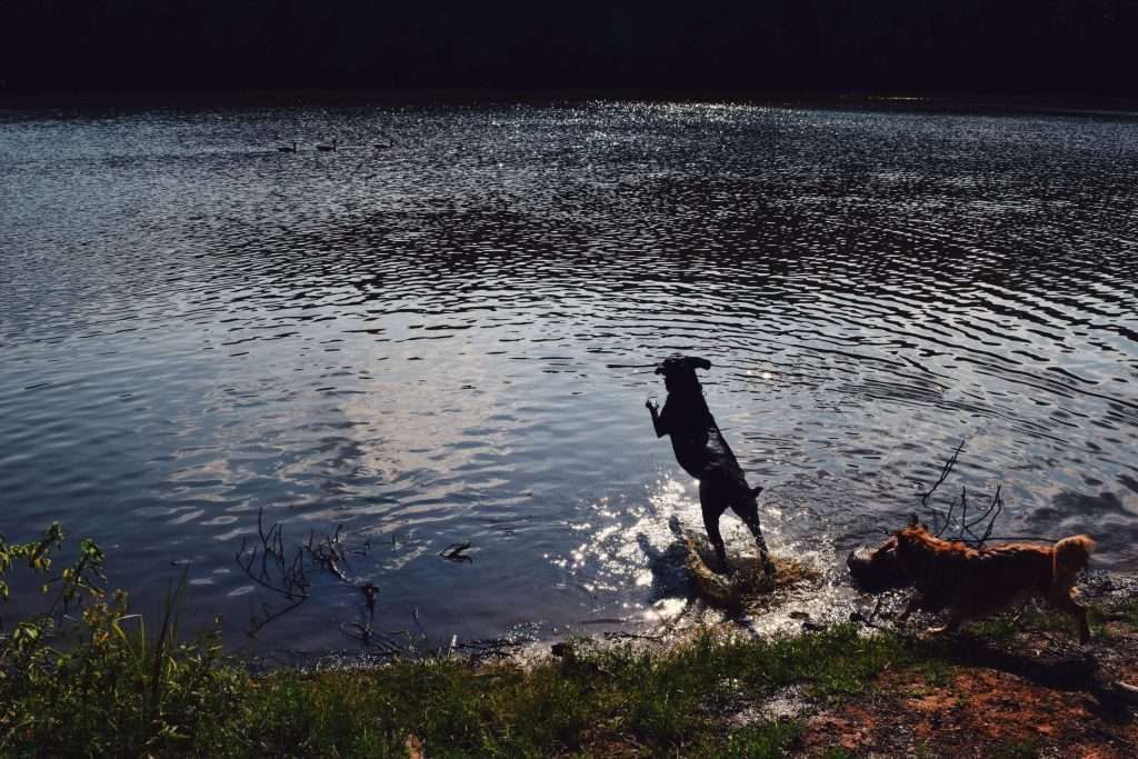 Hunde spielen am Seeufer im Wasser