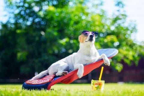 Hund mit Sonnenbrille auf Liegestuhl im Garten