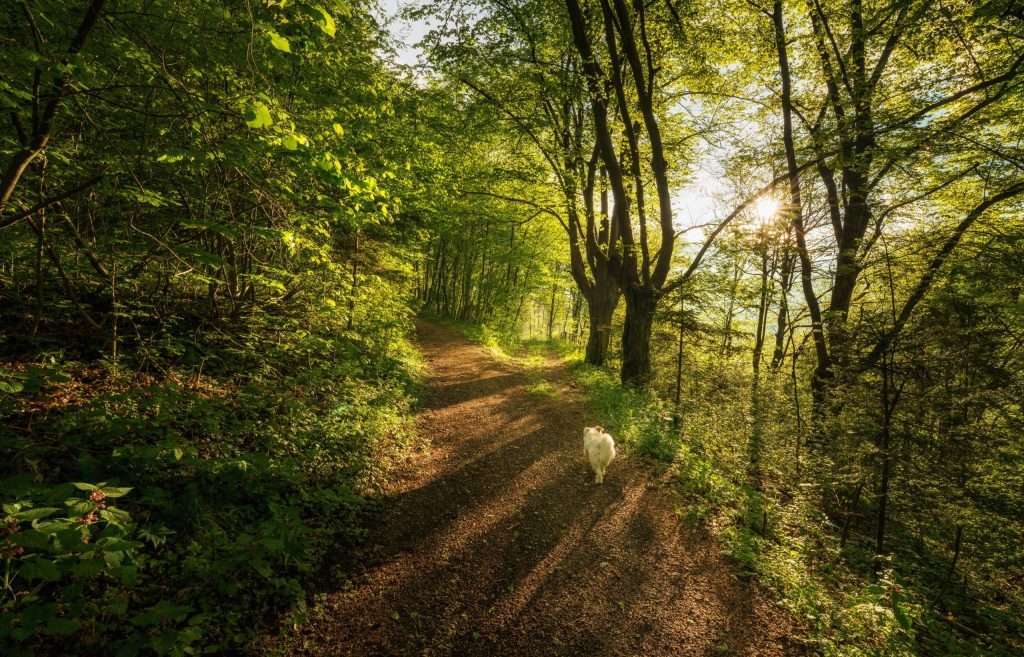 Hund spaziert im sonnigen Wald