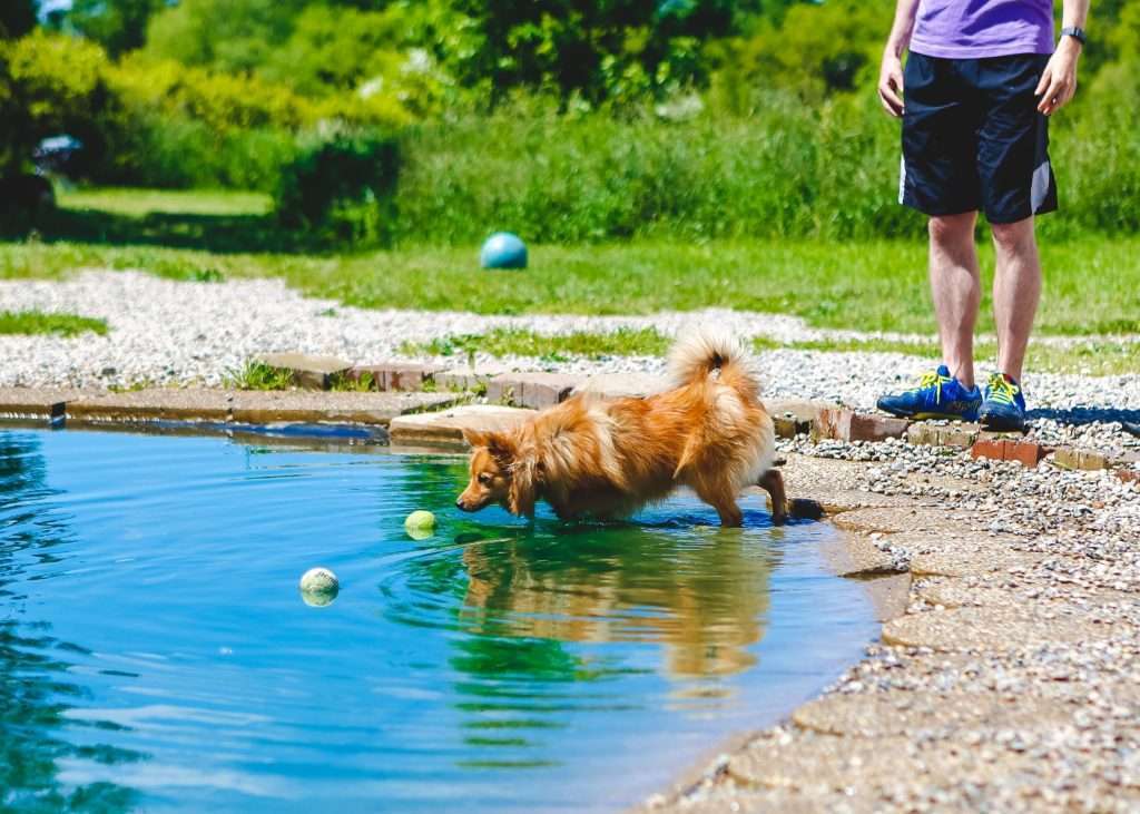 Hund holt Ball aus Teich